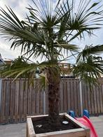 Palmboom met verrijdbare bak, 100 tot 250 cm, Zomer, Palmboom, Ophalen