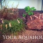 Caridina logemanni crystal red, Dieren en Toebehoren, Vissen | Aquariumvissen, Kreeft, Krab of Garnaal, Zoetwatervis, Schoolvis