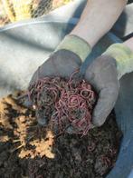 Compostwormen, Ophalen of Verzenden, Compostbak