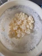 Kefir starter, Ophalen