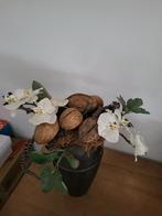 Kunststuk, Huis en Inrichting, Woonaccessoires | Kunstplanten en Kunstbloemen, Ophalen, Zo goed als nieuw