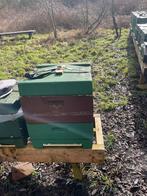 Bijenvolk in segeberger bijenkast - combiramen simplex, Bijen