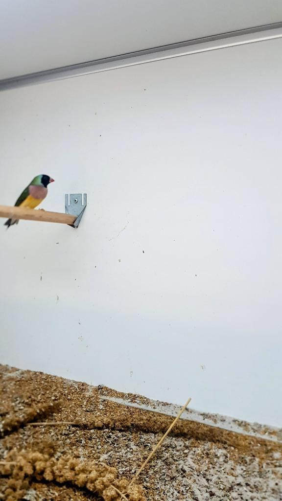 Te koop koppels gouldamadines, Dieren en Toebehoren, Vogels | Overige Vogels, Meerdere dieren