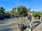 Exclusieve meerstammige steeneik ( Quercus ilex ) te koop!!!, 100 tot 250 cm, Zomer, Volle zon, In pot