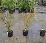 Honingboom | Sophora Prostata Little baby, Ophalen, Zomer, Overige soorten, Volle zon