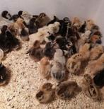 Gesekste kuikens, meerdere rassen., Dieren en Toebehoren, Pluimvee, Vrouwelijk, Kip