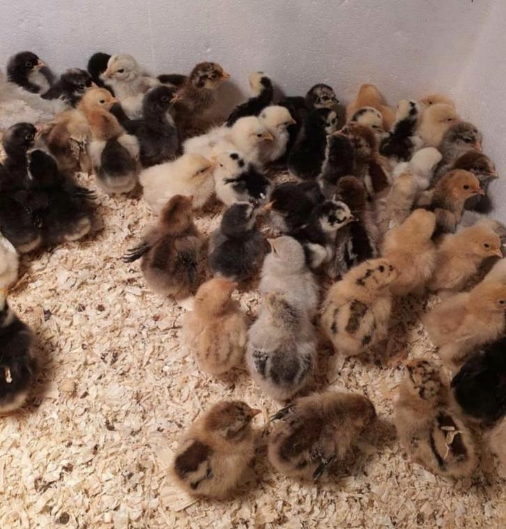 Gesekste kuikens, meerdere rassen., Dieren en Toebehoren, Pluimvee, Kip, Vrouwelijk