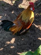 Gratis Haan, Dieren en Toebehoren, Pluimvee, Mannelijk, Kip