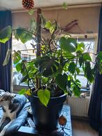 Grote Monstera Deliciosa Kamerplant, Ophalen, 100 tot 150 cm, Overige soorten, Halfschaduw
