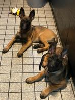 Mechelse herderteef 24weken sterke stamboom werk-/sportlijne, Dieren en Toebehoren, Honden | Herdershonden en Veedrijvers, Rabiës (hondsdolheid)