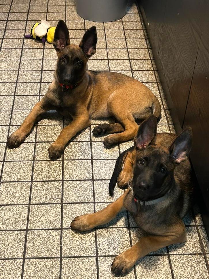 Mechelse herderteef 24weken sterke stamboom werk-/sportlijne, Dieren en Toebehoren, Honden | Herdershonden en Veedrijvers, Teef