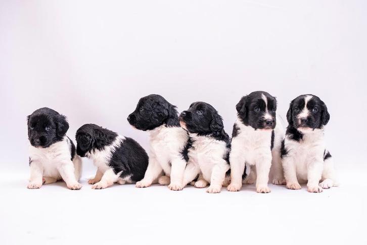 Friese stabij pups te koop, Dieren en Toebehoren, Honden | Retrievers, Spaniëls en Waterhonden, Meerdere dieren, Overige rassen