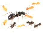 Gezocht: Lasius fuliginosus