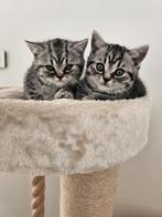 Prachtige 2 Britse Korthaar Kittens geboren op 7.11.2025, Dieren en Toebehoren, Katten en Kittens | Overige Katten, Meerdere dieren