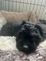 Schitterende en kindvriendelijke Maltipoo pups…, Parvo, Overige rassen, 8 tot 15 weken, Meerdere