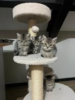 Raszuivere lieve Britse Korthaar Kittens, Dieren en Toebehoren, Katten en Kittens | Raskatten | Korthaar, Meerdere dieren, Gechipt