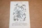Antieke botanische prent - Haagbeuk boom - 1875 !!, Ophalen of Verzenden, Voor 1940, Gebruikt, Overige onderwerpen