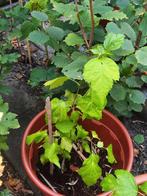Hibiscus plant in pot, Volle zon, Vaste plant, Zomer, Ophalen
