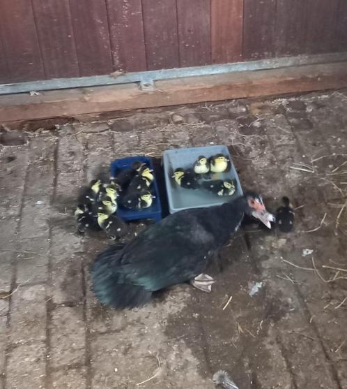 muskuseenden, Dieren en Toebehoren, Pluimvee, Eend, Meerdere dieren