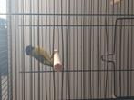 Jonge zwartkop sijs 25, Dieren en Toebehoren, Vogels | Overige Vogels, Vrouwelijk, Tropenvogel