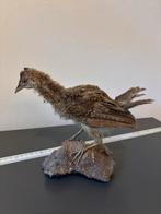 Opgezette Baby Pauw - Taxidermie, Ophalen of Verzenden