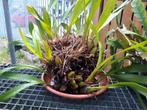 Orchidee Maxillaria picta, tropische epifyt. Stekjes., Huis en Inrichting, Bloeiende kamerplant, Ophalen of Verzenden, Halfschaduw