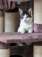 Kitten 4 maanden te koop, Dieren en Toebehoren, Katten en Kittens | Overige Katten, Kater