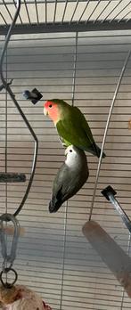 Bewezen koppel agapornis rosicollie te koop, Dieren en Toebehoren, Meerdere dieren, Dwergpapegaai of Agapornis