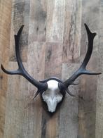 Stoere Hertenkop decoratie voor aan de wand, Verzamelen, Dierenverzamelingen, Ophalen of Verzenden, Zo goed als nieuw, Beeldje of Figuurtje