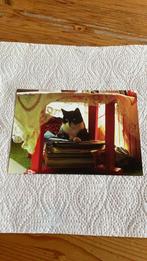 Postkaart - Kat onder tafel, Ophalen of Verzenden, 1980 tot heden, Ongelopen, Hond of Kat