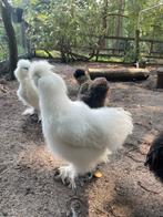 Witte zijdehoen haan 19 weken., Dieren en Toebehoren, Pluimvee, Mannelijk, Kip