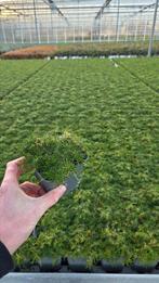 Sagina subulata - vaste plant 9cm pot - goedkoop !!, Ophalen of Verzenden, Halfschaduw