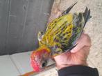 Prachtrosella, Dieren en Toebehoren, Geslacht onbekend, Parkiet, Geringd