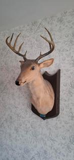Decoratieve Hertenkop, Ophalen, Gebruikt