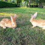 Jonge gele vlaamsereuzen voedsters ram, Dieren en Toebehoren, Meerdere dieren, Groot, 0 tot 2 jaar