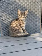 Kittens 11 weken, Dieren en Toebehoren, Katten en Kittens | Overige Katten, Meerdere dieren
