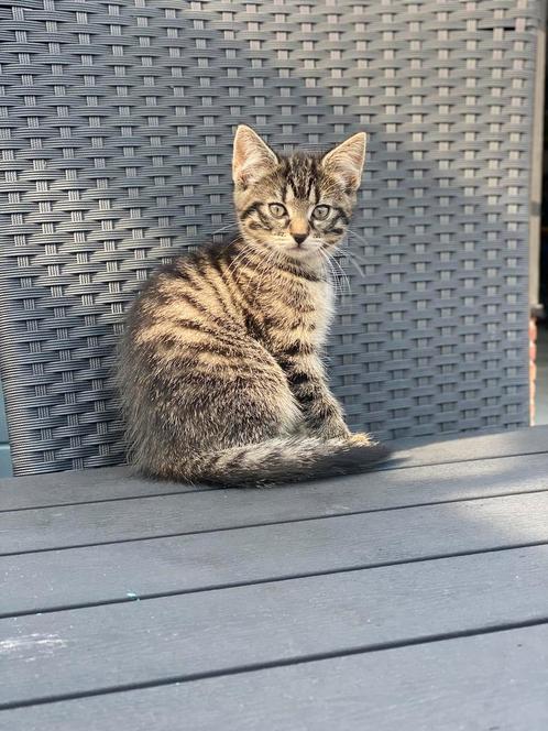 Kittens 11 weken, Dieren en Toebehoren, Katten en Kittens | Overige Katten, Meerdere dieren