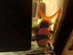 Clownbotia groot 20cm zoekt groter aquarium, Dieren en Toebehoren, Vis