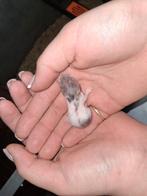 Baby hamsters 27 feb geboren, Dieren en Toebehoren, Knaagdieren, Meerdere dieren, Hamster, Na 1 juli 2024, Tam