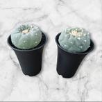 CACTUS LOPHOPHORA FRICII CACTUS GROTE PLANTEN, Verzenden, Minder dan 100 cm, Volle zon, In pot