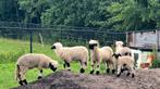 Te koop 4 stamboek Walliser Schwarznase rammetjes, Dieren en Toebehoren, Schapen, Geiten en Varkens, Mannelijk, Schaap