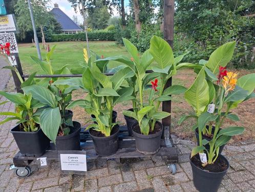 Canna planten 75-100 cm, Tuin en Terras, Planten | Tuinplanten, Overige soorten, Volle zon, Zomer, Ophalen