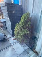 Grijze tegels 50x50, Tuin en Terras, Ophalen, Gebruikt, Beton, Terrastegels