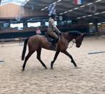 Super brave 9 jarige allround ruin, Dieren en Toebehoren, B, Ruin, 7 tot 10 jaar, Recreatiepaard
