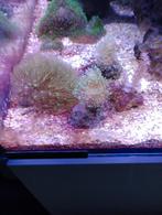 Koraal koralen Frags, Dieren en Toebehoren, Vissen | Aquariumvissen, Overige typen, Zoutwatervis
