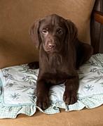Hele mooie LABRADOR pups, Dieren en Toebehoren, Nederland, CDV (hondenziekte), 8 tot 15 weken, Labrador retriever