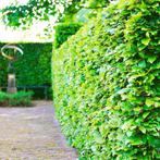Groene beukenhaag, Tuin en Terras, Ophalen of Verzenden, Bloeit niet, Overige soorten, Halfschaduw