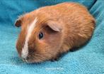 Koppel choco- goud- californian., Oktober, Meerdere dieren, Cavia