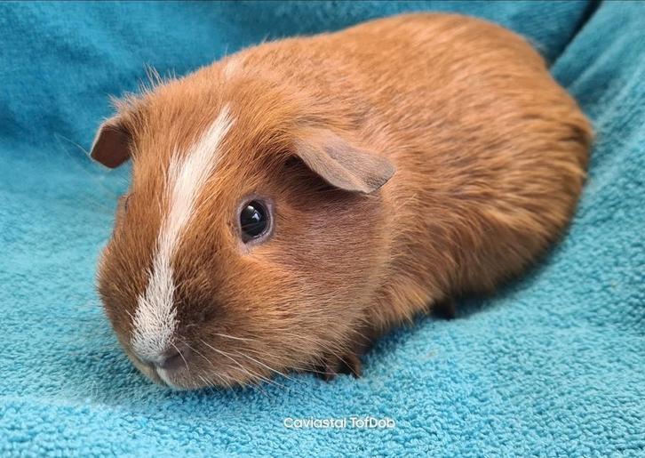 Koppel choco- goud- californian., Dieren en Toebehoren, Knaagdieren, Meerdere dieren, Cavia, Oktober