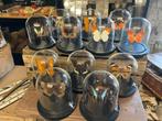 Vlinders in stolp, Ophalen of Verzenden, Nieuw, Insect, Opgezet dier